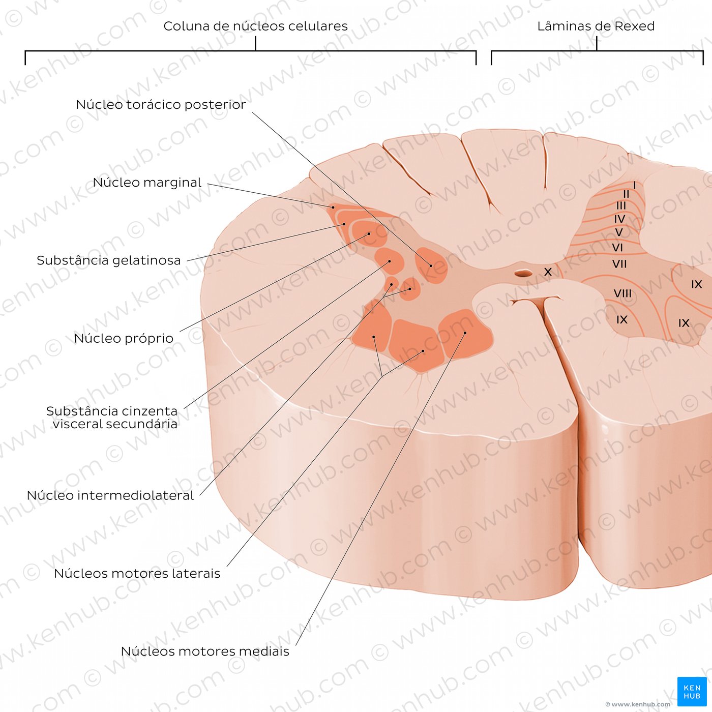 Substância cinzenta da medula espinal