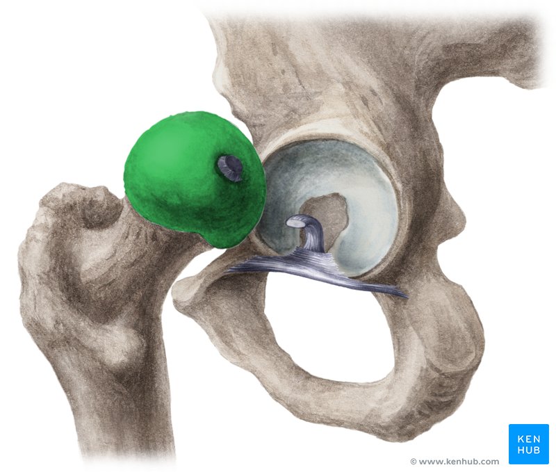 Femurkopf (grün) und Acetabulum - laterale Ansicht