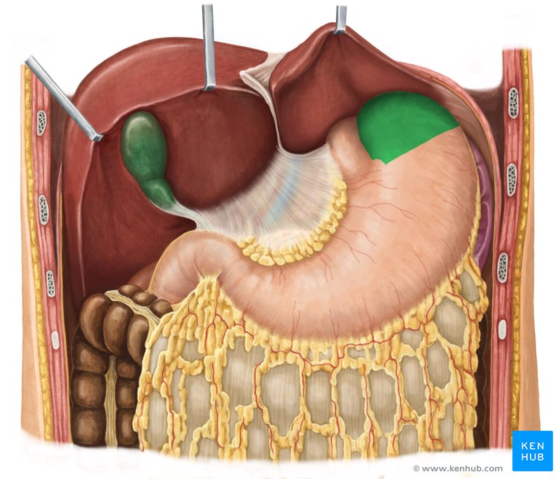 Fundus gastricus - anterior