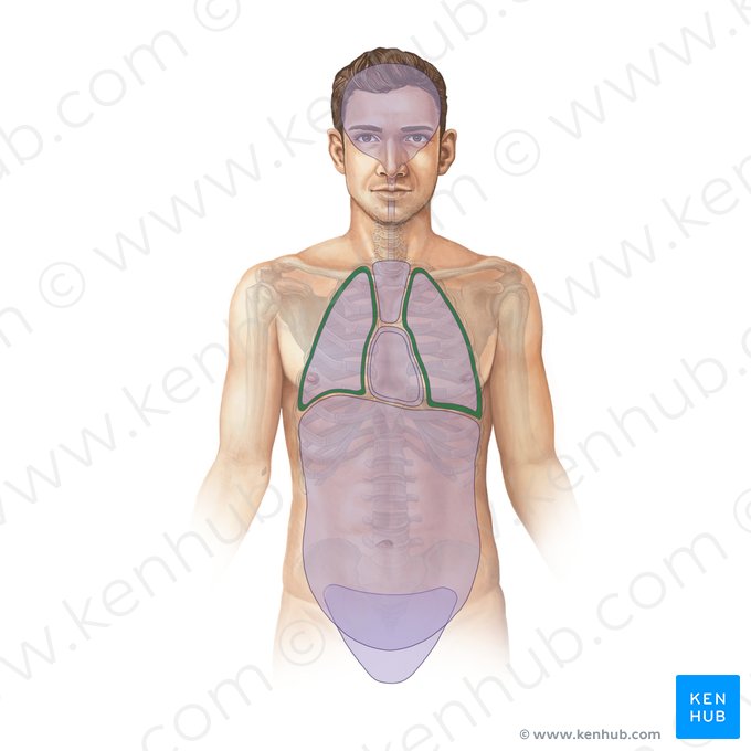 Cavidad pleural (Cavitas pleuralis); Imagen: Paul Kim