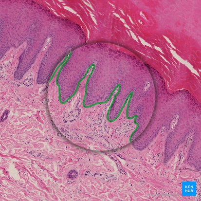 Basement membrane (Membrana basalis); Image: 