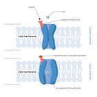 Ligand-gated ion channels
