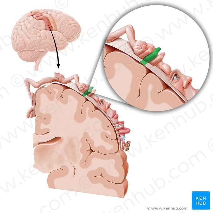 Corteza sensitiva del dedo medio (Cortex sensorius digiti medii manus); Imagen: Paul Kim