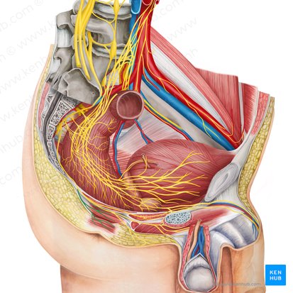 Nervus analis inferior (Unterer Analnerv); Bild: Irina Münstermann