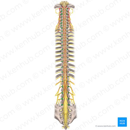 Ganglions spinaux des nerfs spinaux (Ganglia spinalia nervorum spinalium); Image : Rebecca Betts