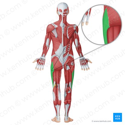 Iliotibial tract (IT band): Anatomy, origin, insertion