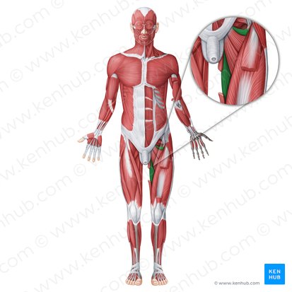 Adductor magnus muscle (Musculus adductor magnus); Image: Irina Münstermann