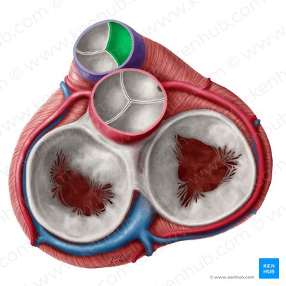 Cúspide semilunar direita da valva pulmonar (Valvula semilunaris dextra valvae trunci pulmonalis); Imagem: Yousun Koh