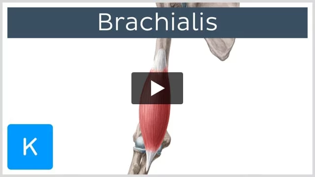 Brachialis muscle: Location, origin and insertion, action