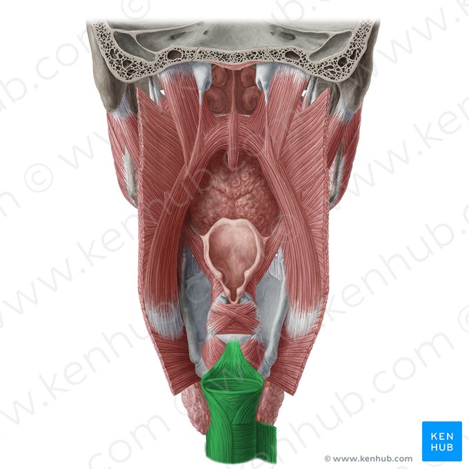 Oesophagus (Speiseröhre); Bild: Yousun Koh