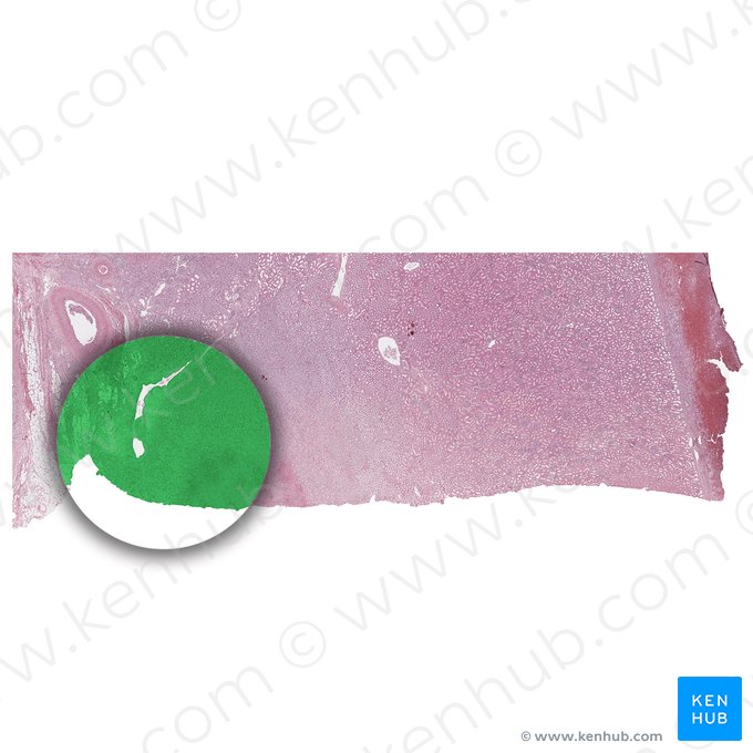 Medulla interna renis (Inneres Nierenmark); Bild: 