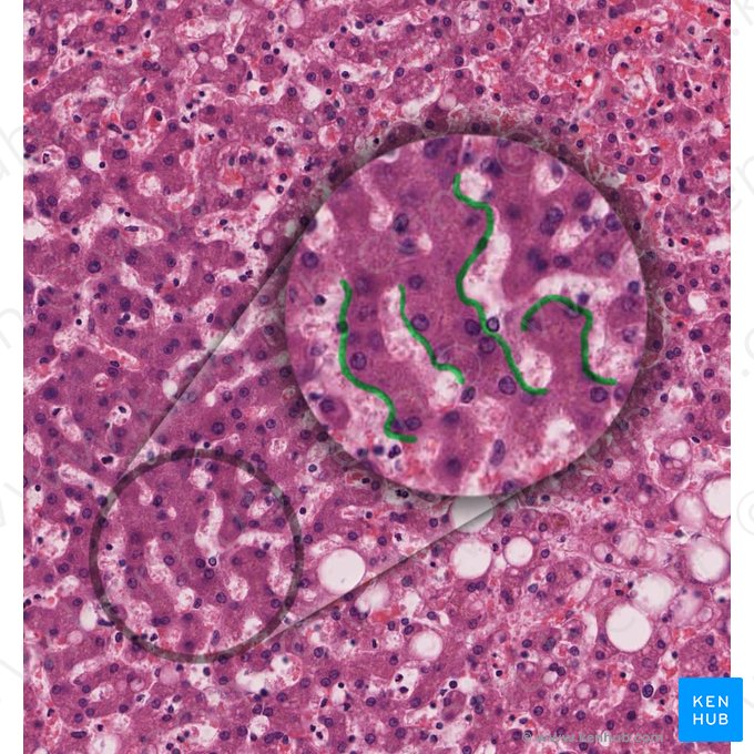 Endotelio (Endothelium); Imagen: 