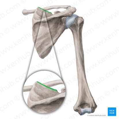 Margo superior scapulae (Oberrand des Schulterblatts); Bild: Yousun Koh