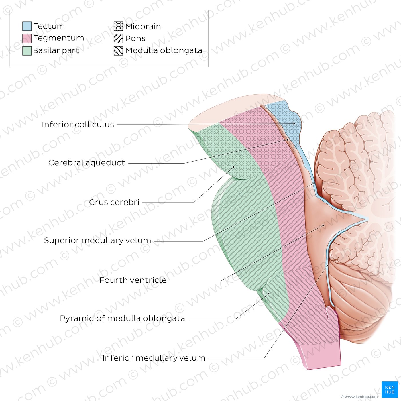 Brainstem tectum and tegmentum