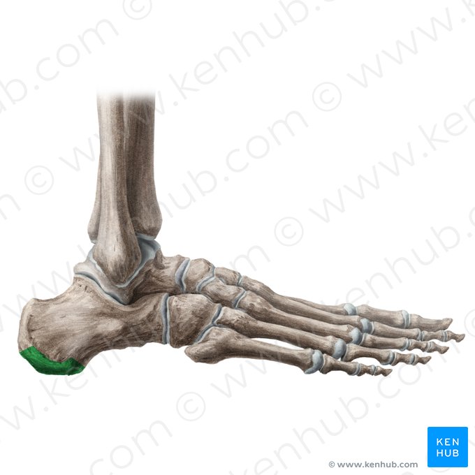 Calcaneal tuberosity (Tuber calcanei); Image: Liene Znotina