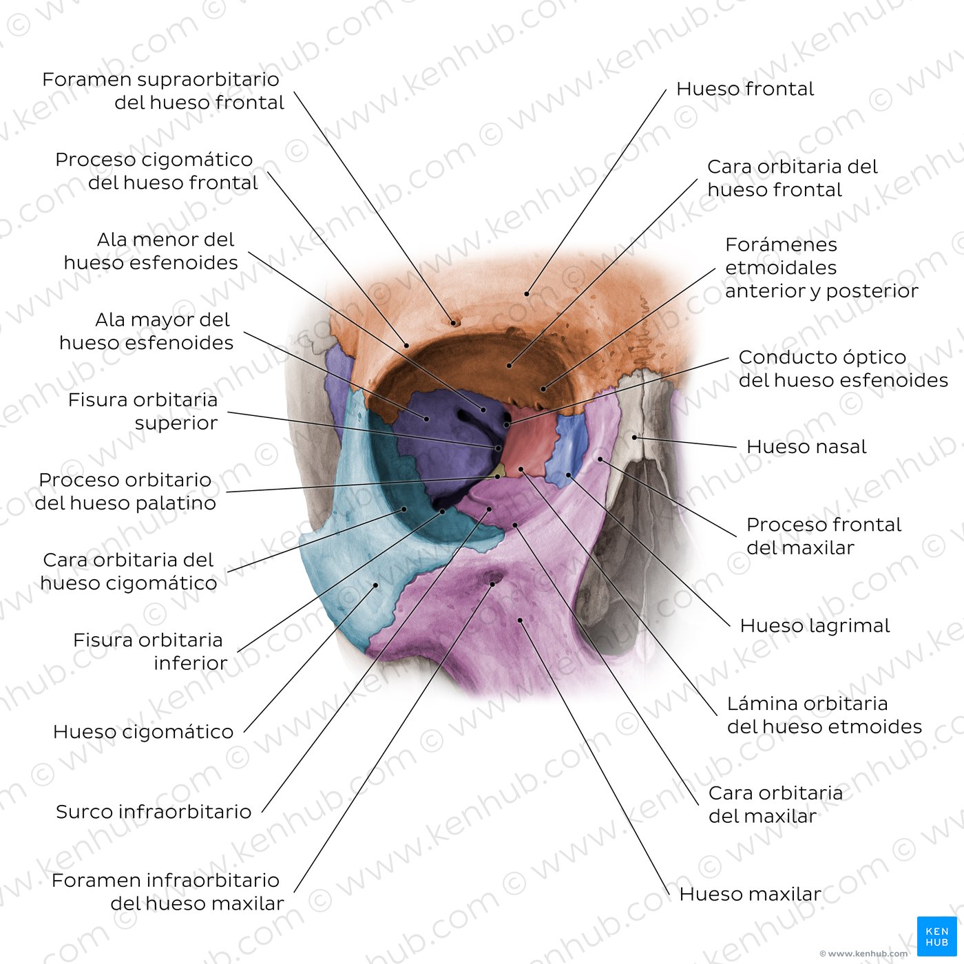 Cavidad orbitaria (vista anterior)
