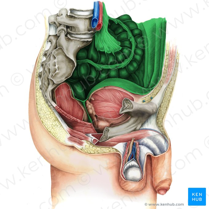 Peritoneum; Image: Irina Münstermann