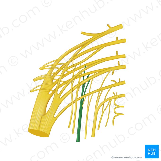 Posterior femoral cutaneous nerve (Nervus cutaneus posterior femoris); Image: Begoña Rodriguez
