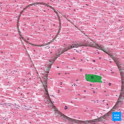 Cardiac muscle cell (Cardiomyocytus); Image: 