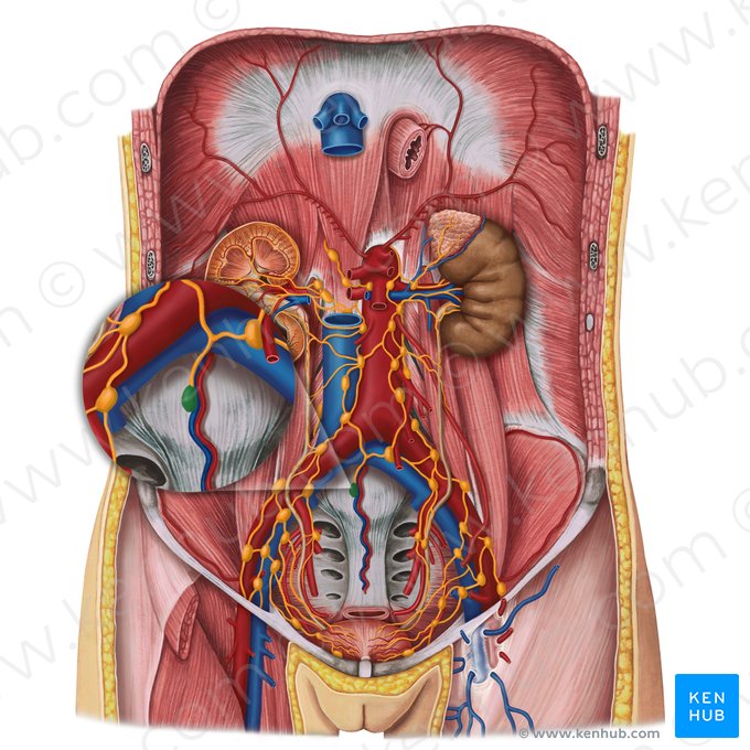 Promontorial lymph nodes (Nodi lymphoidei promontorii); Image: Irina Münstermann