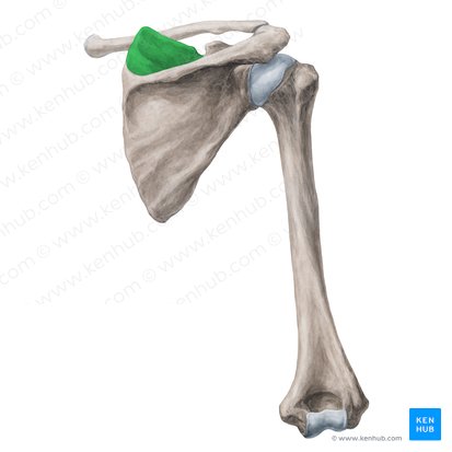 Supraspinatus Origin Insertion Innervation Action Kenhub