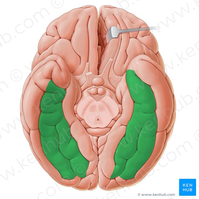 Giro occipitotemporal (Gyri occipitotemporales); Imagen: Paul Kim