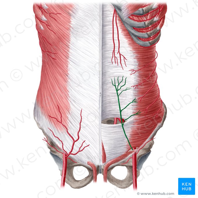 Inferior epigastric artery (Arteria epigastrica inferior); Image: Yousun Koh