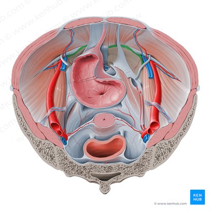Linea terminalis pelvis (Beckeneingangslinie); Bild: Paul Kim