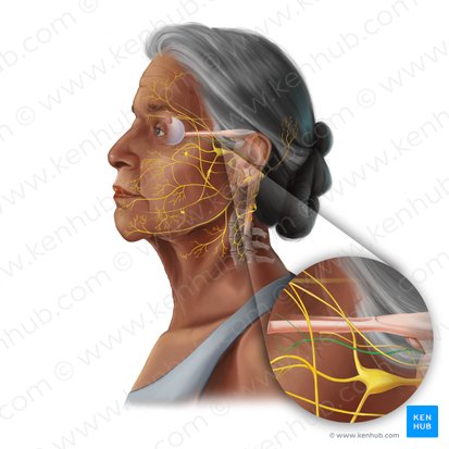 Oculomotor nerve (Nervus oculomotorius); Image: Tal Bavli Ziv