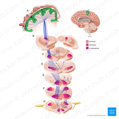 Cortex moteur (Cortex motorius); Image : Paul Kim