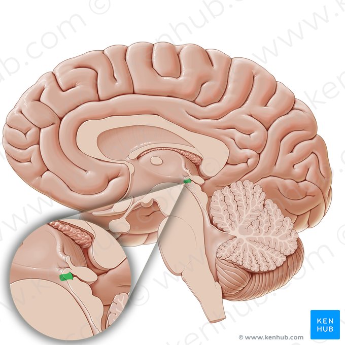 Órgão subcomissural (Organum subcommissurale); Imagem: Paul Kim