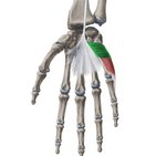 Palmaris brevis muscle