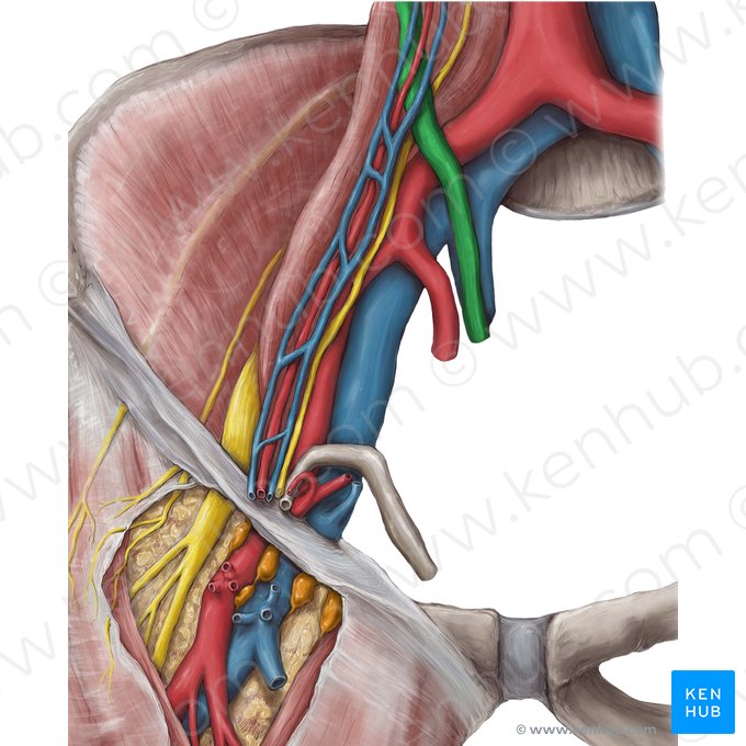 Ureter (Harnleiter); Bild: Hannah Ely