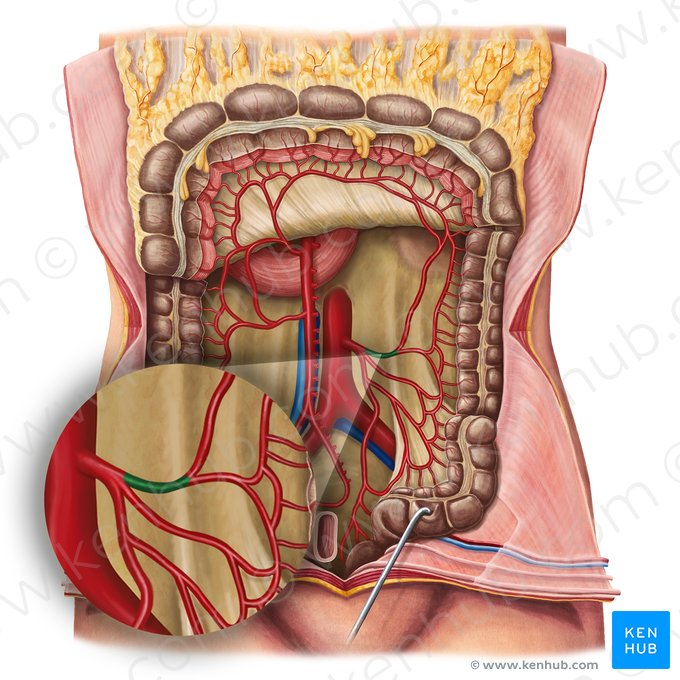 Artéria cólica esquerda (Arteria colica sinistra); Imagem: Irina Münstermann