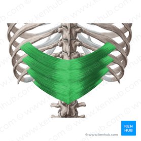 Músculo serrato posterior inferior (Musculus serratus posterior inferior); Imagen: Yousun Koh
