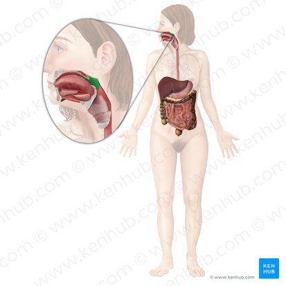 Orofaringe (Pars oralis pharyngis); Imagem: Begoña Rodriguez