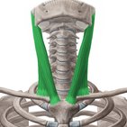 Musculus sternocleidomastoideus