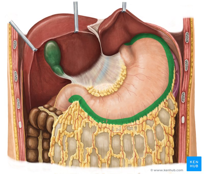 Greater curvature of the stomach - ventral view