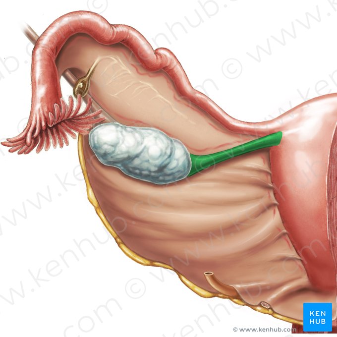 Ligamentum proprium ovarii (Gebärmutter-Eierstock-Band); Bild: Samantha Zimmerman