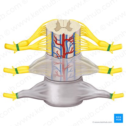 Nervio espinal (Nervus spinalis); Imagen: Rebecca Betts