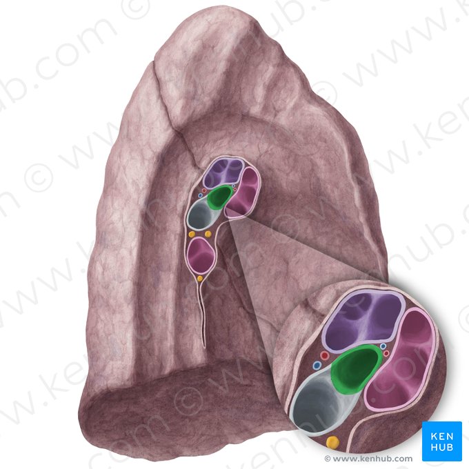 Left superior lobar bronchus (Bronchus lobaris superior sinister); Image: Yousun Koh