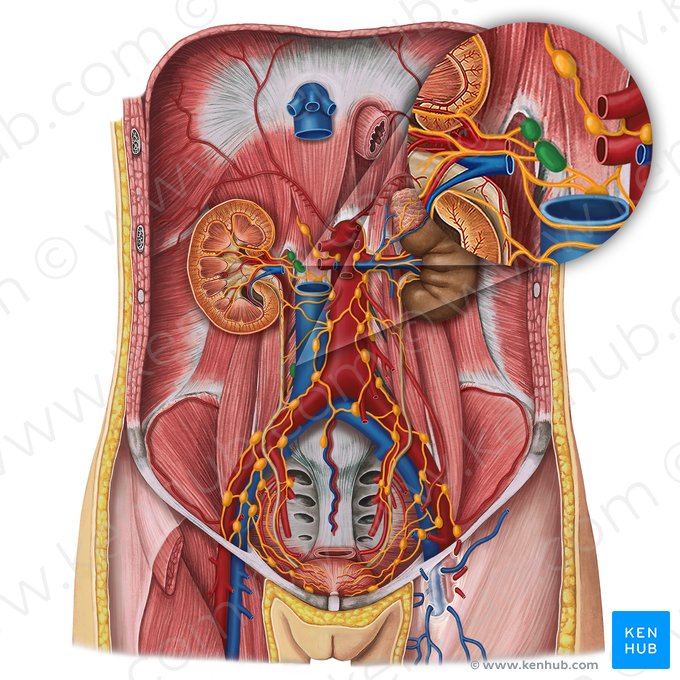 Lateral caval lymph nodes (Nodi lymphoidei cavales laterales); Image: Irina Münstermann