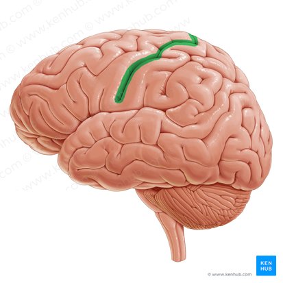 Sulcus centralis (Zentralfurche); Bild: Paul Kim