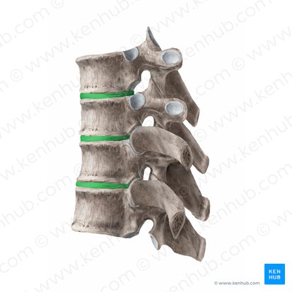 Disco intervertebral (Discus intervertebralis); Imagem: Begoña Rodriguez