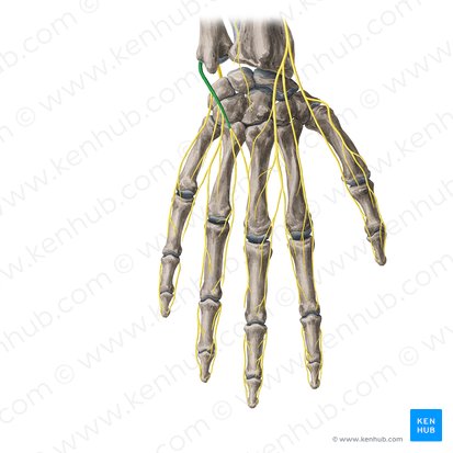 Ramo dorsal do nervo ulnar (Ramus dorsalis nervi ulnaris); Imagem: Yousun Koh