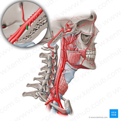 Arteria inferior anterior cerebelli (Vordere untere Kleinhirnarterie); Bild: Paul Kim