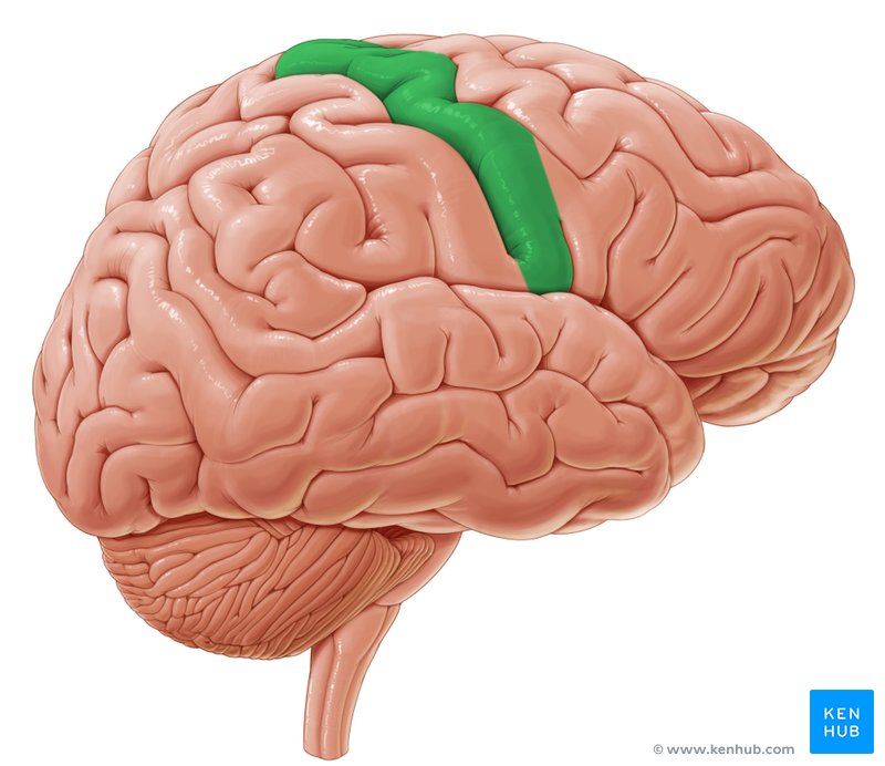 Precentral gyrus - lateral-left view