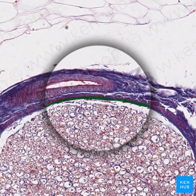 Epithelioid part of perineurium (Pars epitheloidea perineurii); Image: 