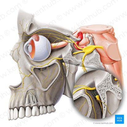 Rami ganglionici pterygopalatini nervi maxillaris (Ganglionäre Äste des Oberkiefernervs); Bild: Paul Kim