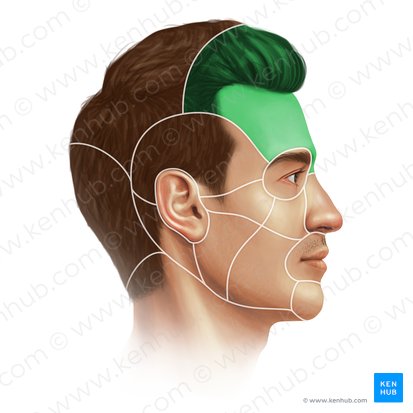 Frontal region (Regio frontalis); Image: Paul Kim